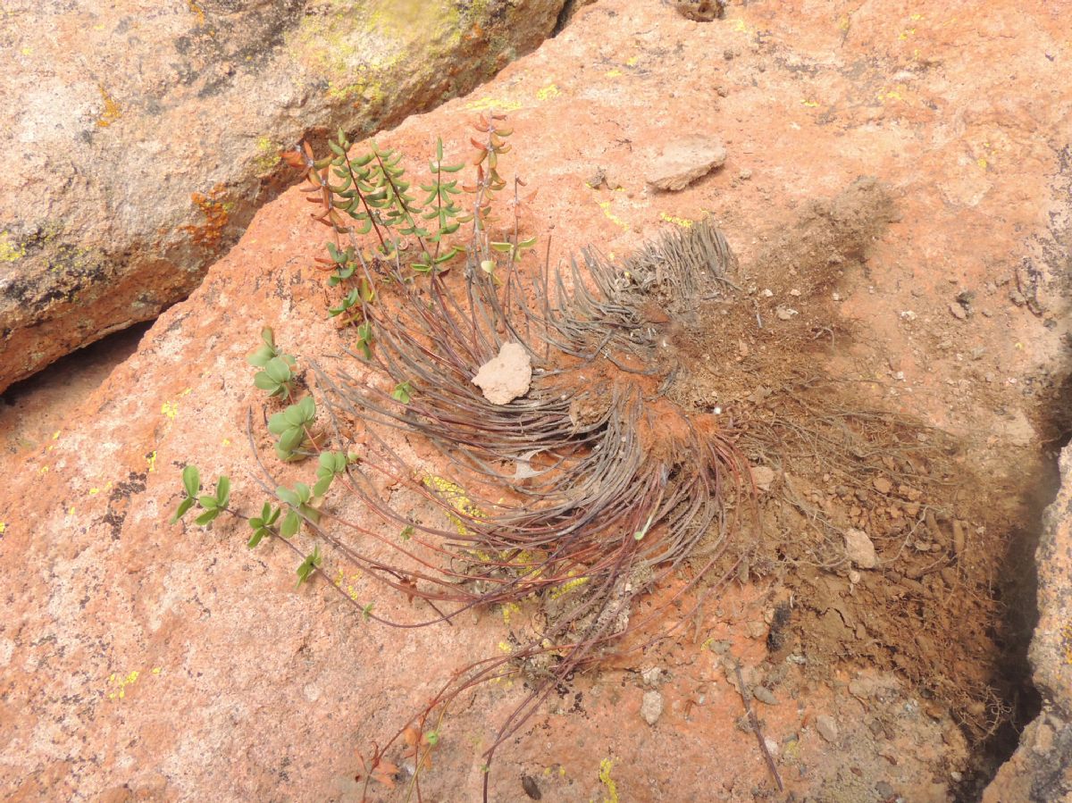 Pteridaceae Pellaea ternifolia