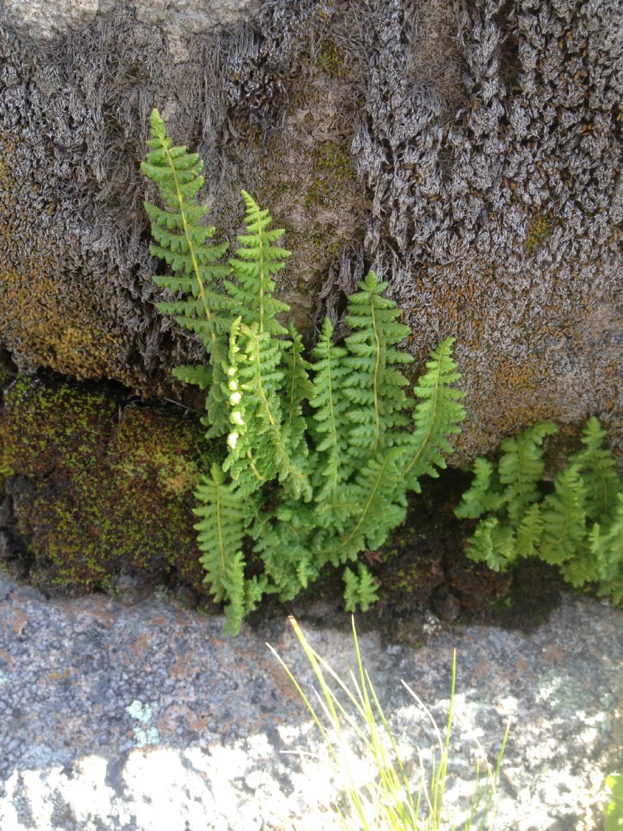 Woodsiaceae Woodsia montevidensis