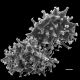 image of Anemia heterodoxa