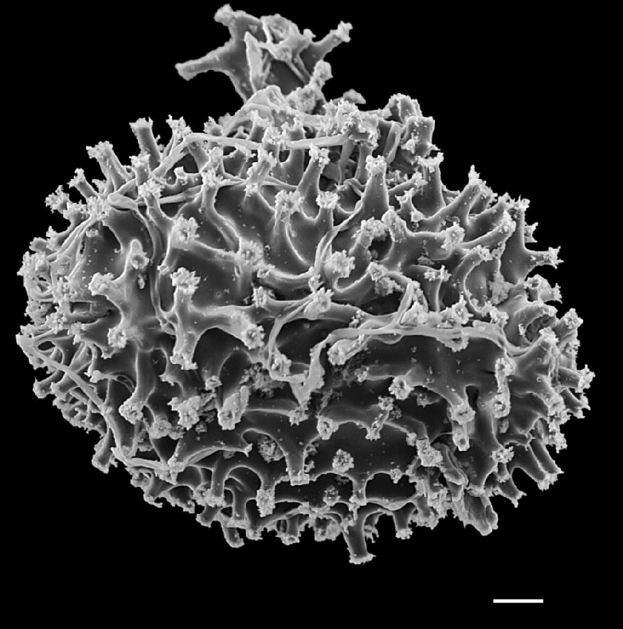 Anemiaceae Anemia heterodoxa