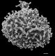 image of Anemia heterodoxa