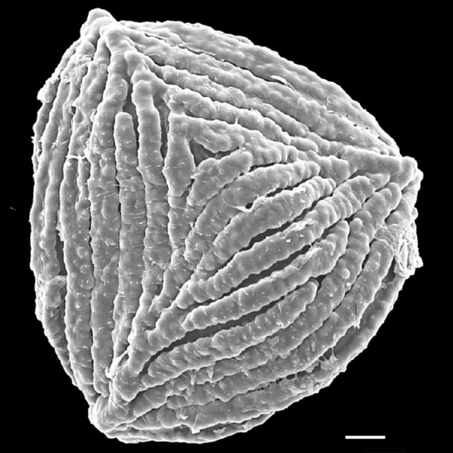 Anemiaceae Anemia flexuosa