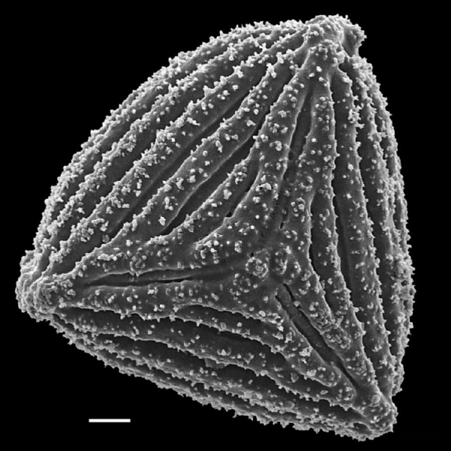 Anemiaceae Anemia flexuosa