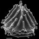 image of Anemia hirsuta