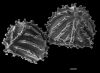 image of Anemia hirsuta