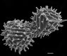 image of Anemia hirta