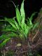 image of Elaphoglossum biolleyi