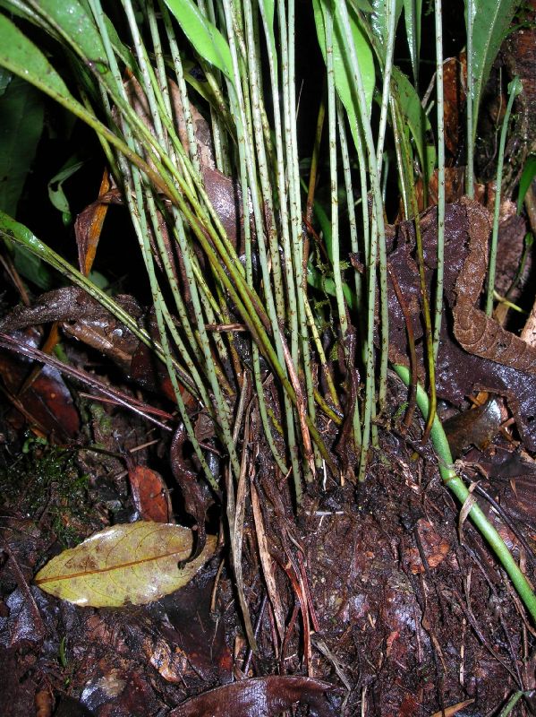 Dryopteridaceae Elaphoglossum biolleyi