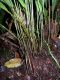 image of Elaphoglossum biolleyi