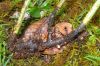 image of Elaphoglossum biolleyi