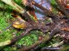 image of Elaphoglossum biolleyi