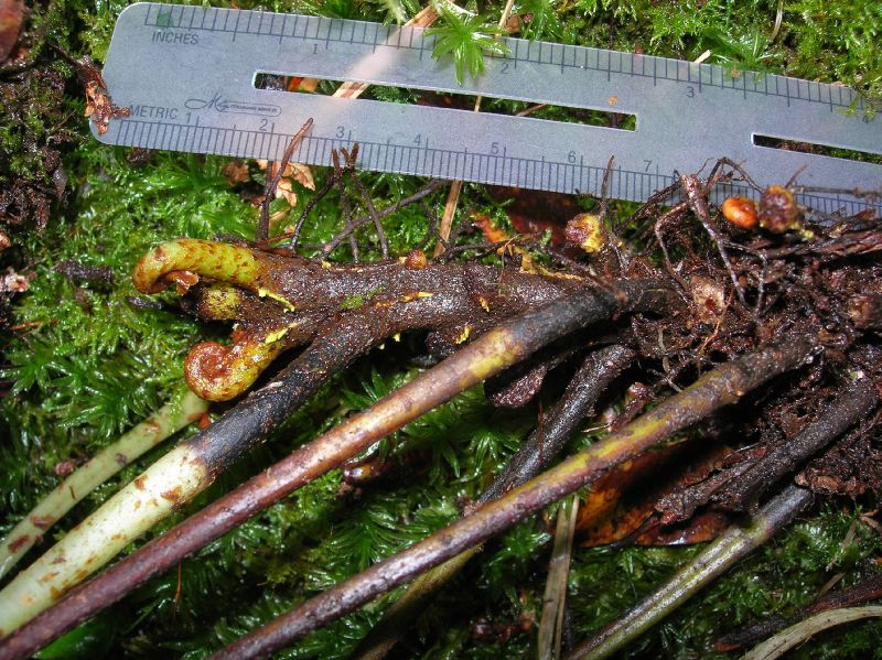 Dryopteridaceae Elaphoglossum biolleyi
