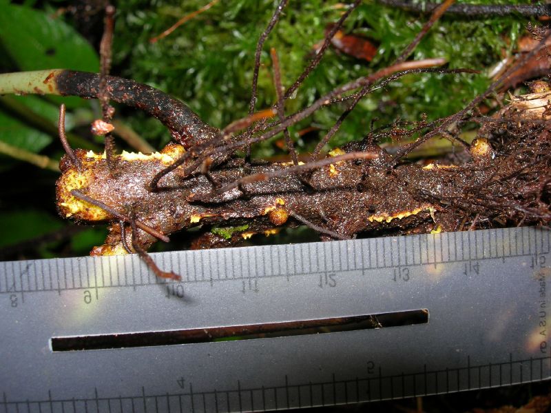 Dryopteridaceae Elaphoglossum biolleyi