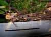 image of Elaphoglossum biolleyi