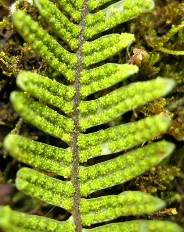 Grammitidaceae Melpomene xiphopteroides