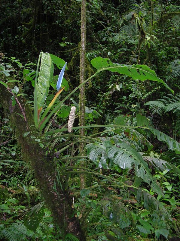 Araceae Monstera 