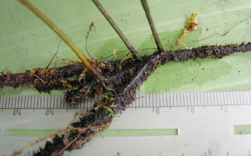 Hymenophyllaceae Trichomanes collariatum