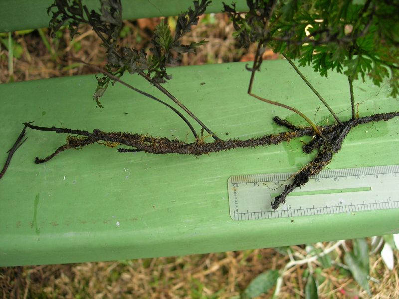 Hymenophyllaceae Trichomanes collariatum