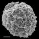 image of Aleuritopteris argentea