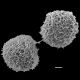 image of Aleuritopteris argentea
