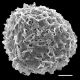 image of Aleuritopteris argentea