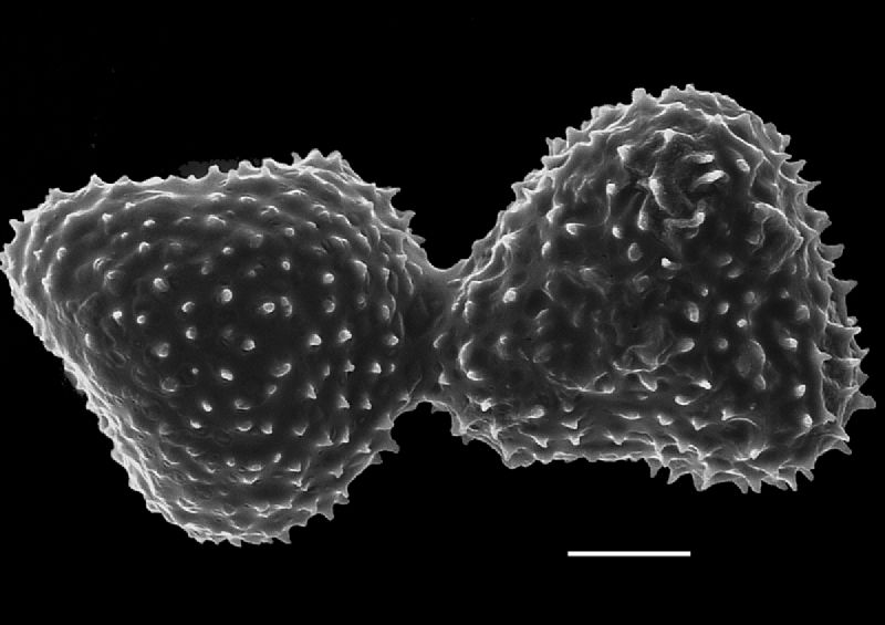Adiantaceae Aleuritopteris grisea