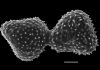 image of Aleuritopteris grisea