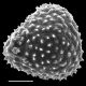 image of Aleuritopteris grisea