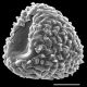 image of Aleuritopteris grisea