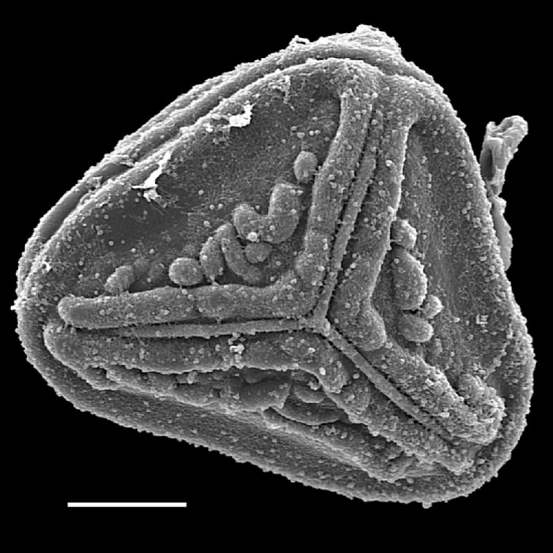 Pteridaceae Pityrogramma chaerophylla