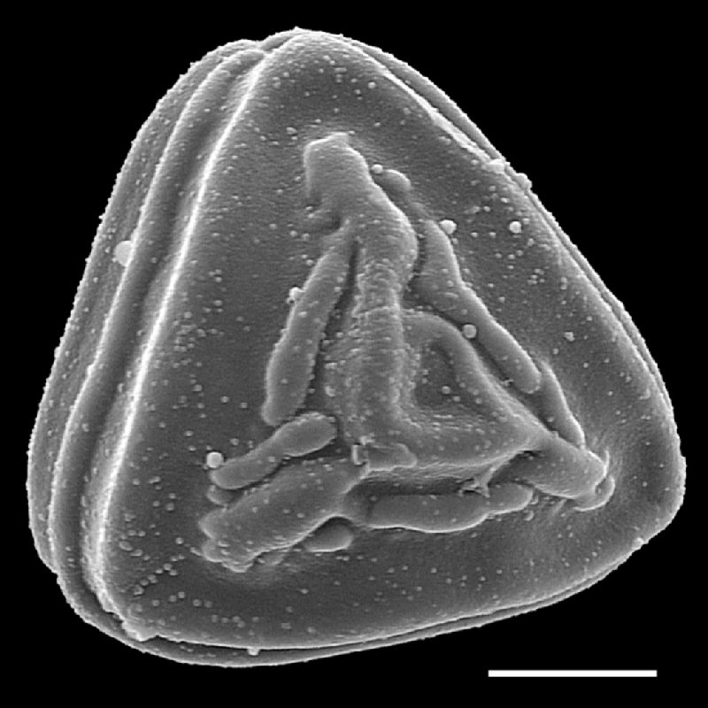 Pteridaceae Pityrogramma chaerophylla