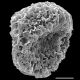image of Aleuritopteris albomarginata