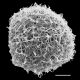 image of Aleuritopteris duclouxii