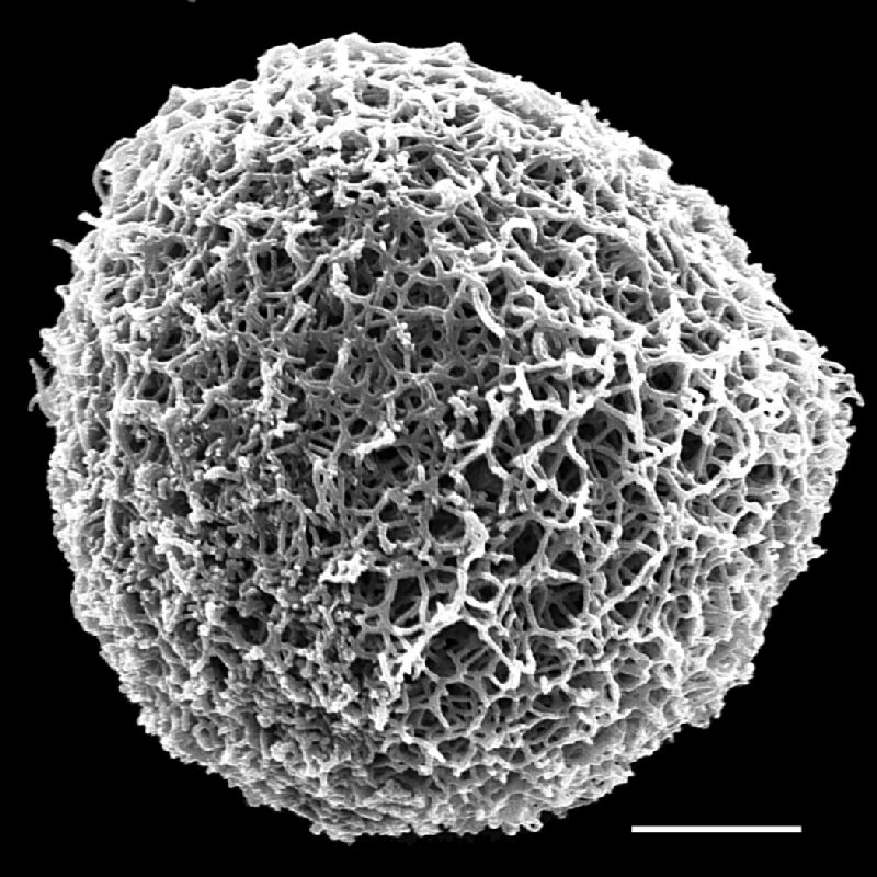 Adiantaceae Aleuritopteris duclouxii