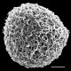 image of Aleuritopteris duclouxii