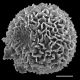 image of Aleuritopteris kuhnii