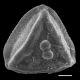 image of Jamesonia blepharum