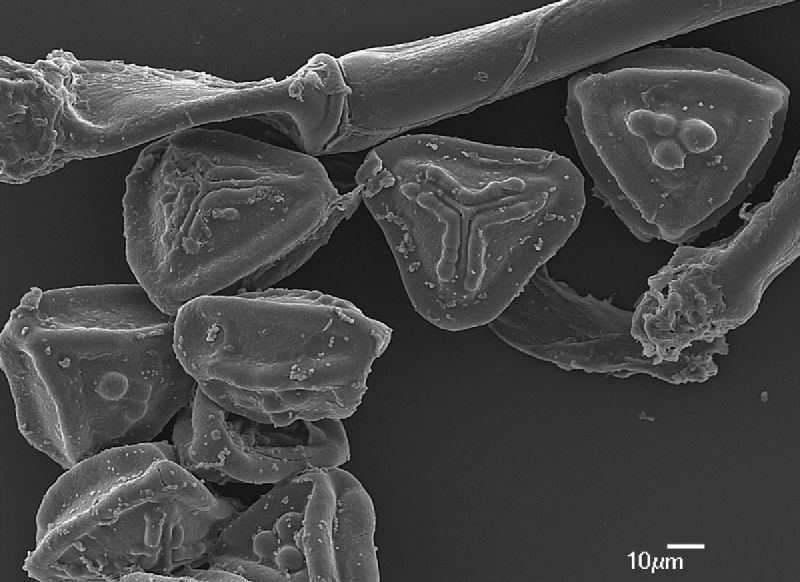 Pteridaceae Jamesonia blepharum