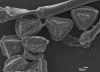image of Jamesonia blepharum