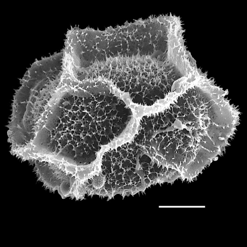 Dryopteridaceae Lastreopsis hispida