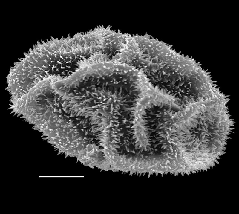 Dryopteridaceae Lastreopsis killipii