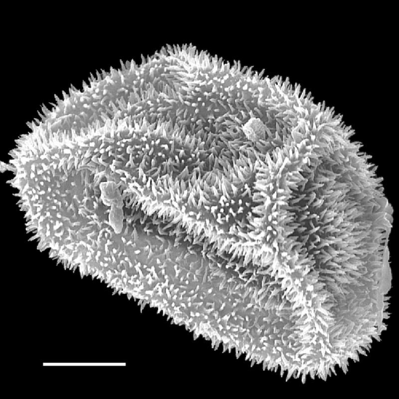 Dryopteridaceae Lastreopsis killipii