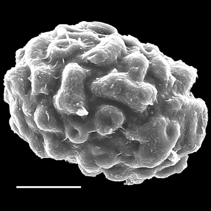 Dryopteridaceae Lastreopsis marginans