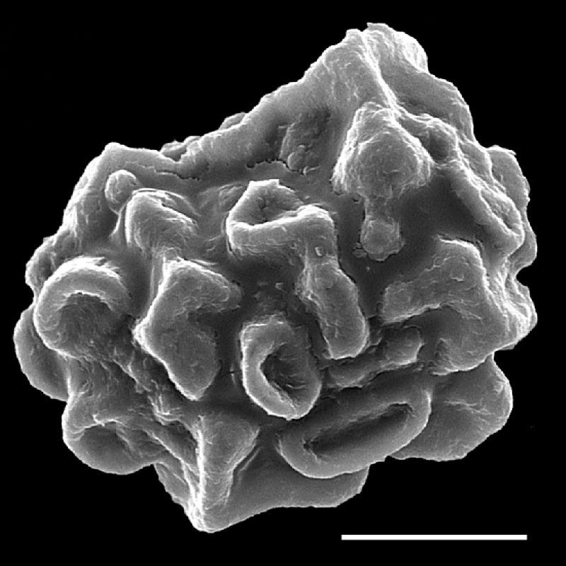 Dryopteridaceae Lastreopsis marginans