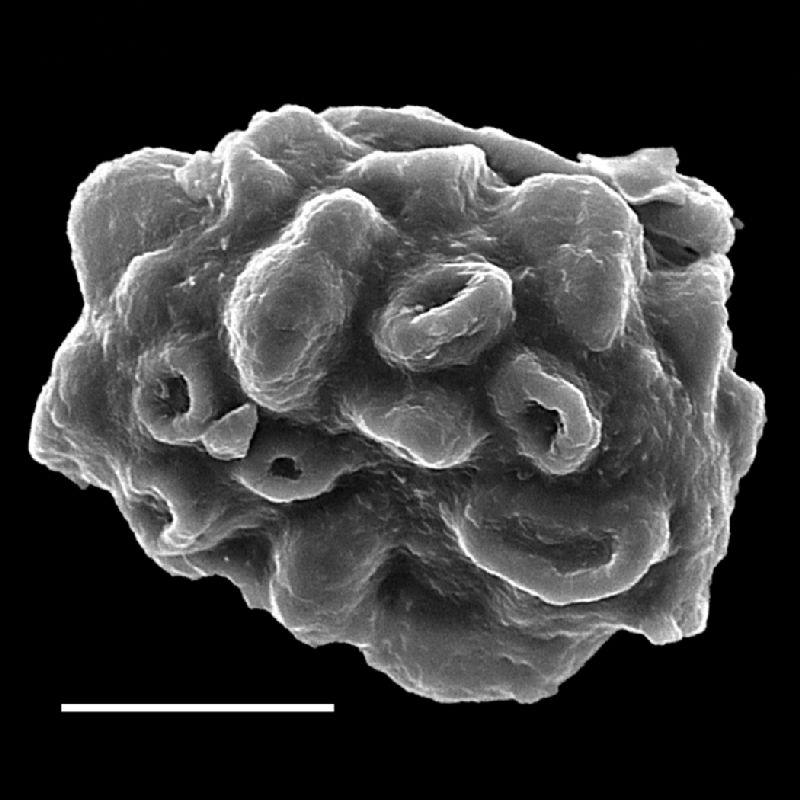 Dryopteridaceae Lastreopsis marginans