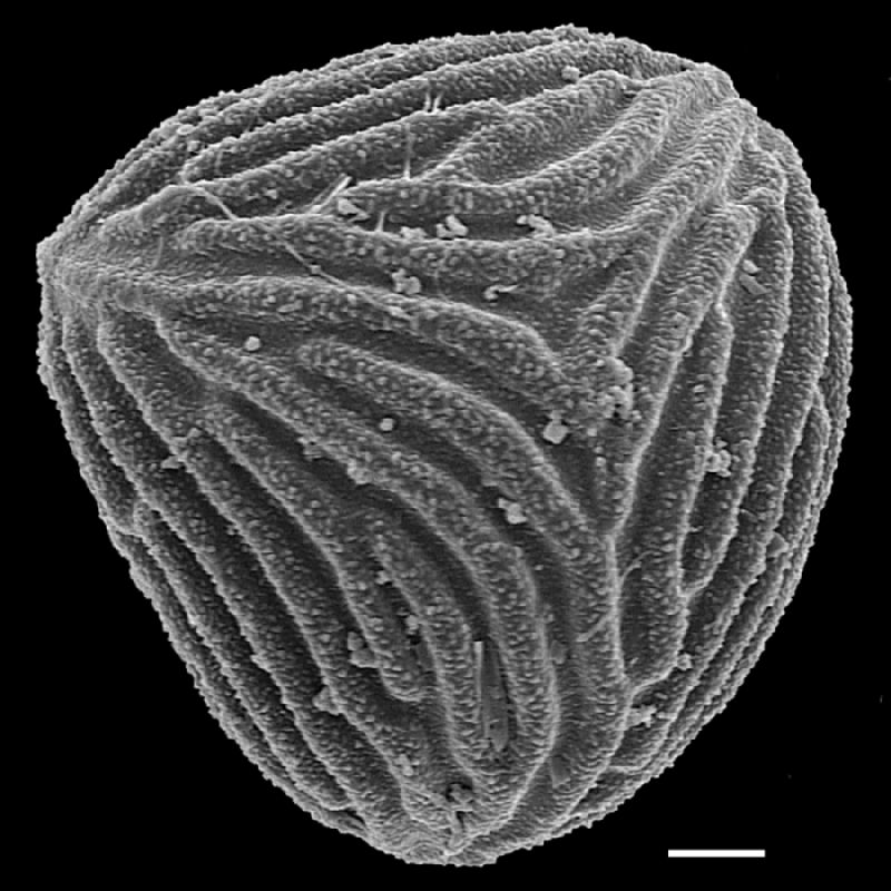 Anemiaceae Mohria caffrorum