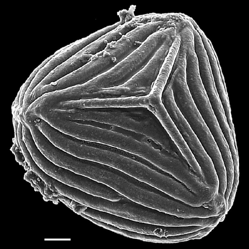 Anemiaceae Mohria lepigera