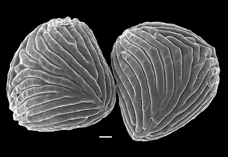 Anemiaceae Mohria lepigera