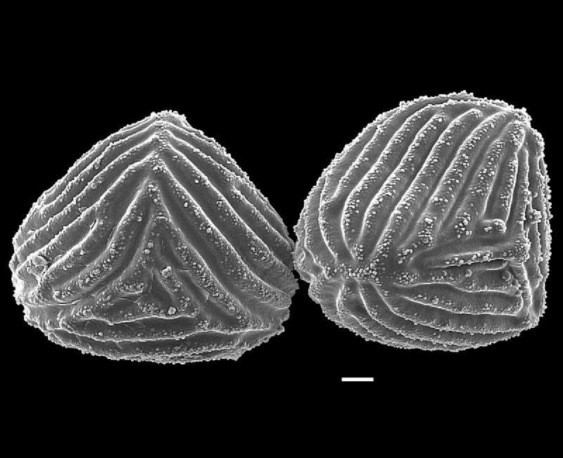 Anemiaceae Mohria vestita