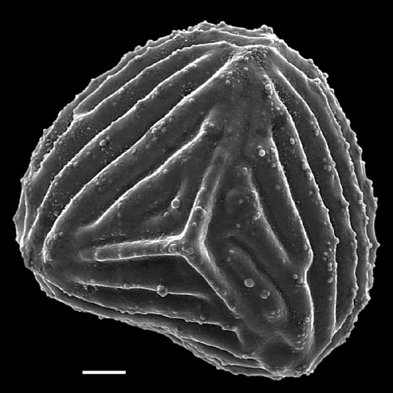 Anemiaceae Mohria vestita